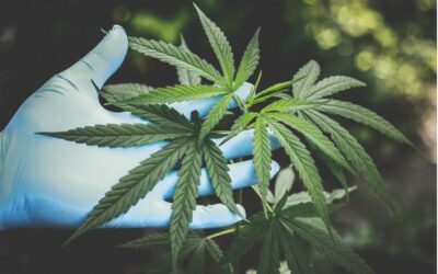 Increased Marijuana Use and How It Impacts the Workplace